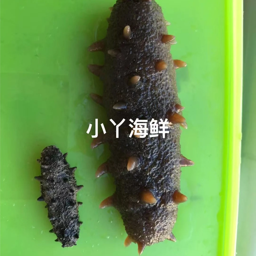 【底播参  大连海参】无任何土腥味 弹力足  （明天发货）