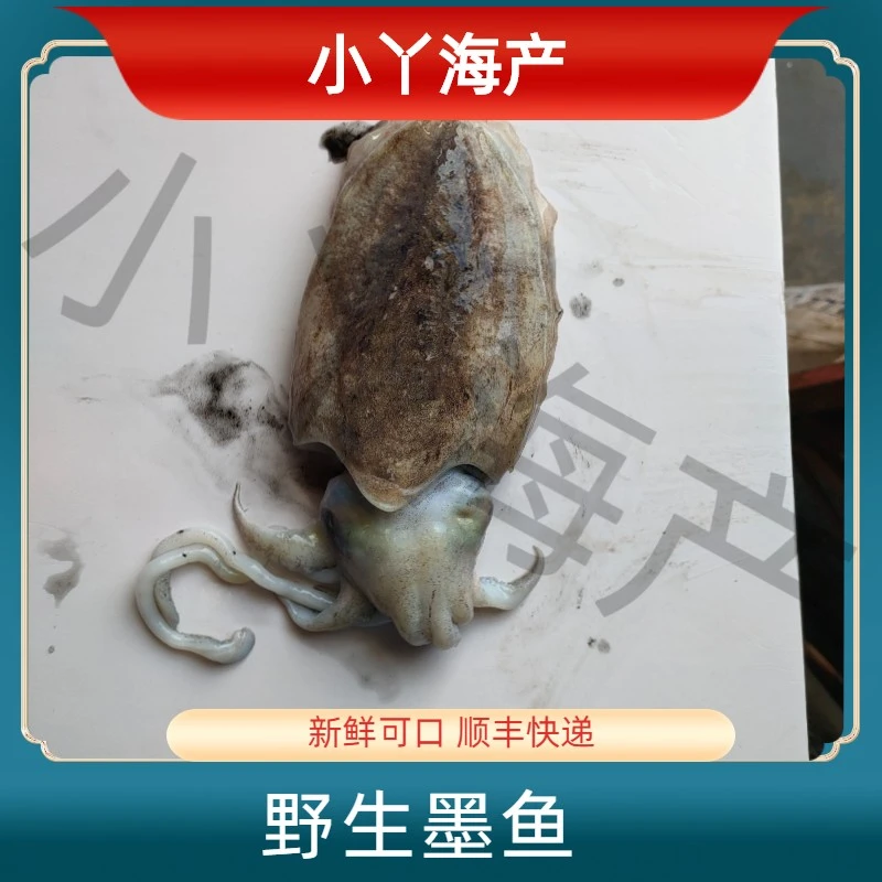 【墨鱼】新鲜野生墨鱼 青岛市内当天到，省内次日达