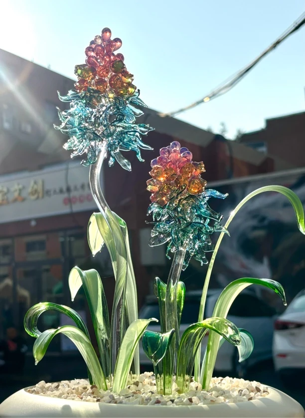 燃生命之火享丰富人生—玻璃风信子盆栽