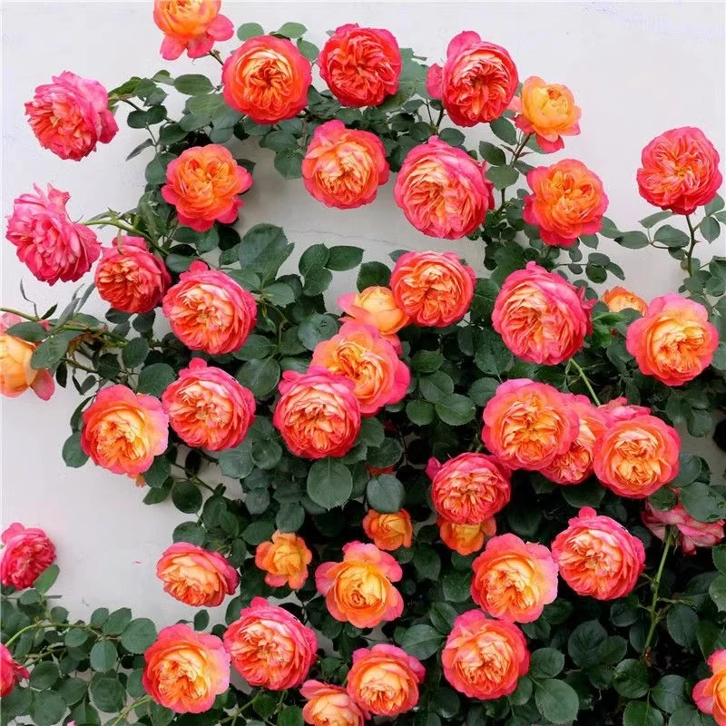 藤宝贝爬藤月季花苗四季开花藤本蔷薇适合庭院院花阳台花卉盆栽