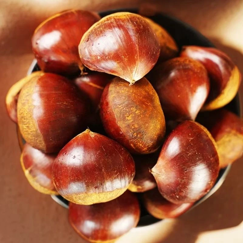 2024年东北新鲜生板栗精选特大号板栗丹东毛菜栗
