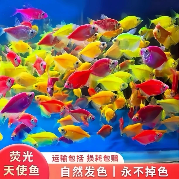 【天使鱼】青苹果荧光七彩红蓝天使紫天使鱼饲料淡水活鱼热带鱼苗