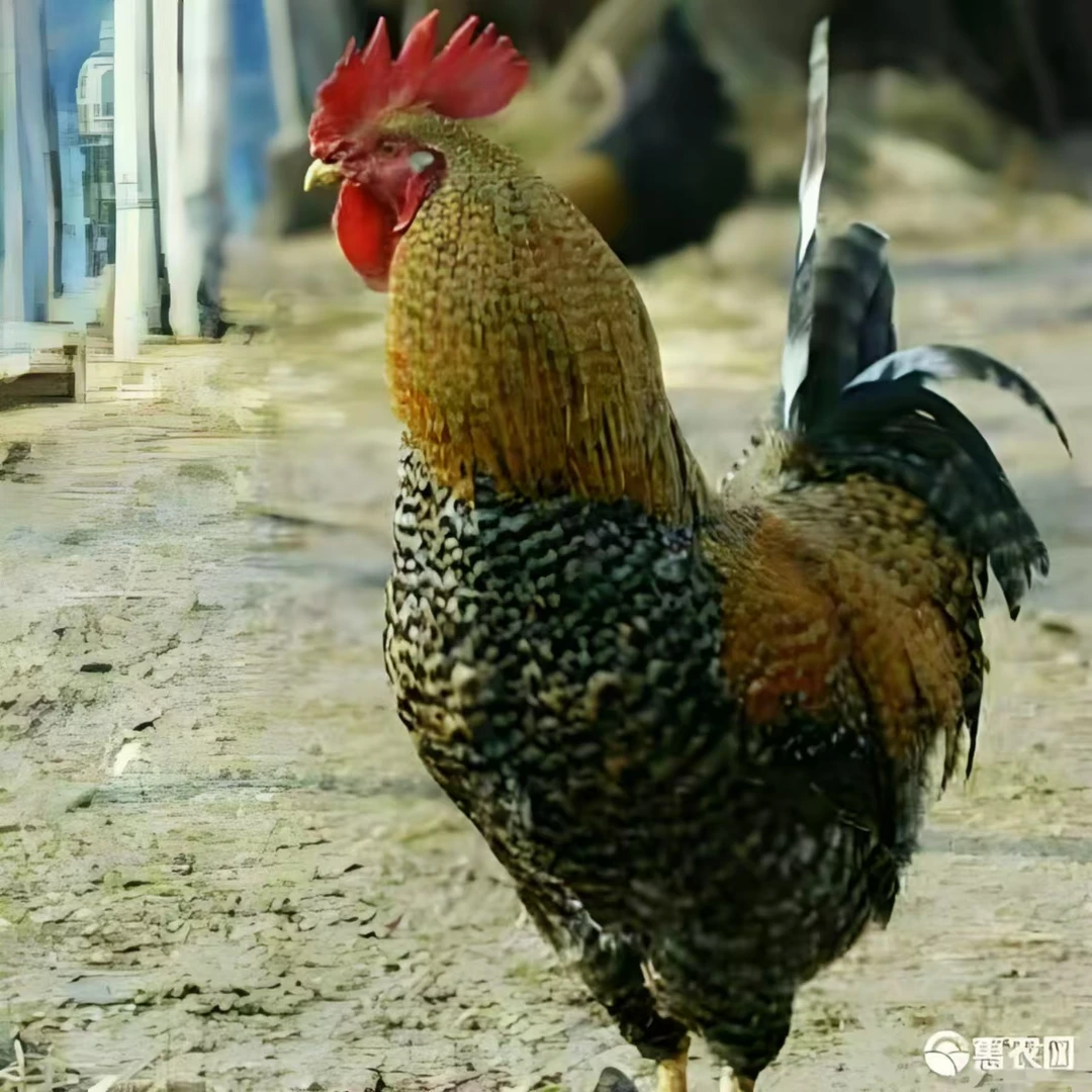 【2只芦花鸡公鸡】产蛋高 高品质新鲜美味