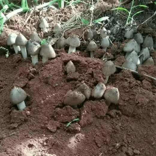 鸡枞菌原种鸡枞菌种植 高产种子野生三塔菌荔枝菌人工种植 菌种包