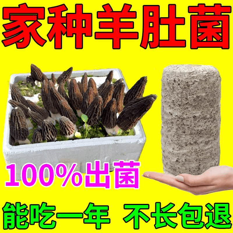 羊肚菌种植包自种野生菌懒人种植蘑菇金针菇羊肚菌四季高产可食用