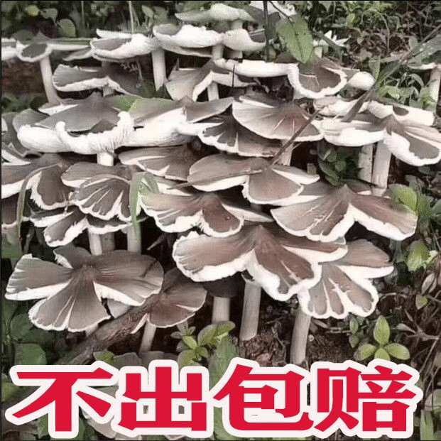 鸡枞菌原种鸡枞菌种植 高产种子野生三塔菌荔枝菌菌种包 人工种植