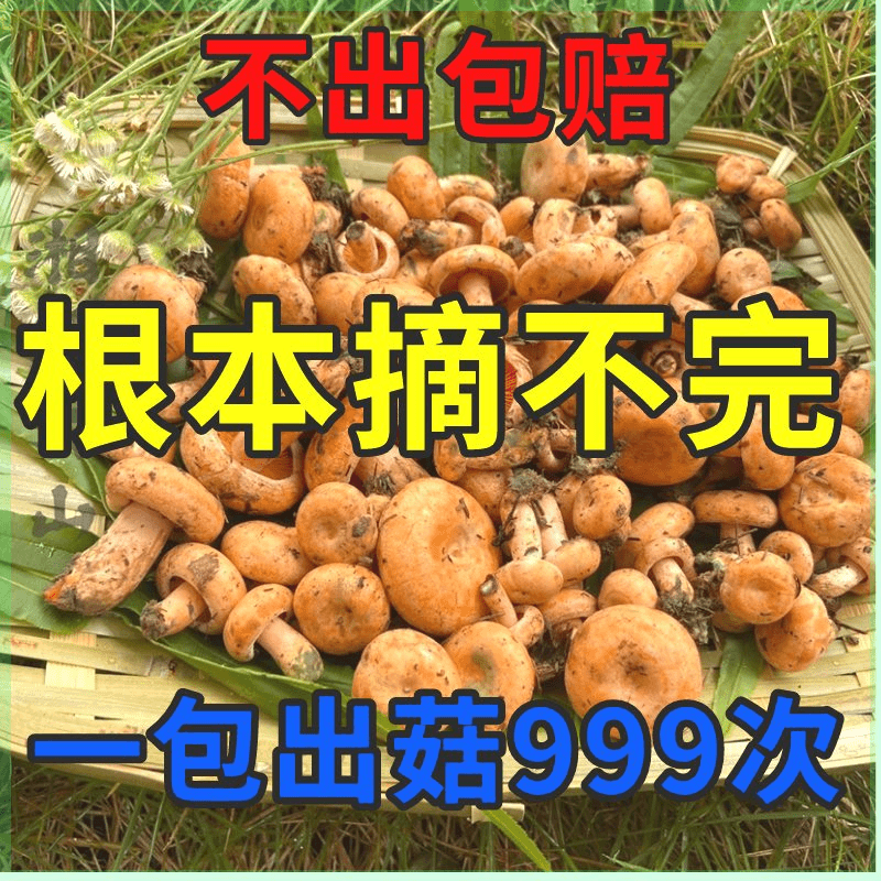 野生松树菌种乌枞菌包高产优质菌包菌种家种黄枞菌枞树菌人工培植