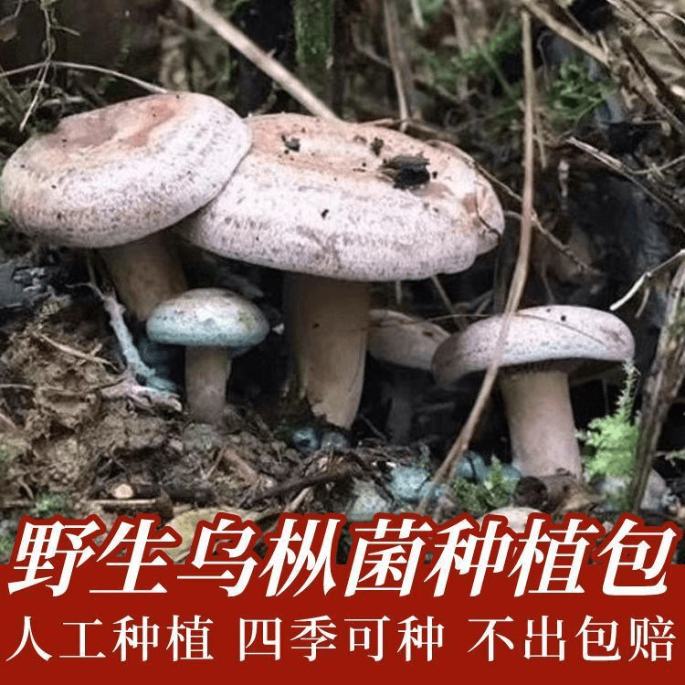 【不出包赔】野生乌纵菌原种菌包不出包赔菌种家种黄枞菌松纵菌