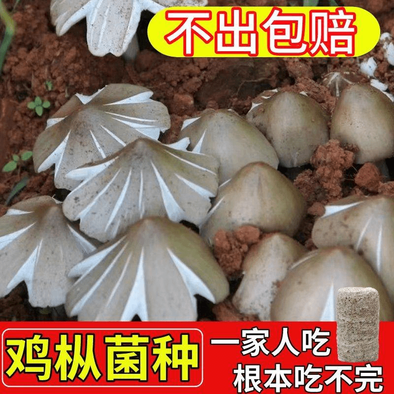 正宗野生鸡枞菌菌种家种三塔菌伞把菇菌种菌包人工培植室内外种植
