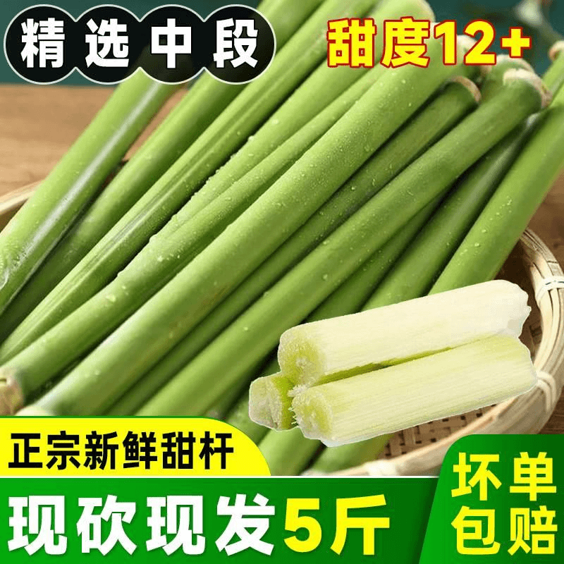 甜杆小甘蔗新鲜甜高粱杆甜芦粟5斤装整箱3斤甜甘当季芦稷孕妇水果