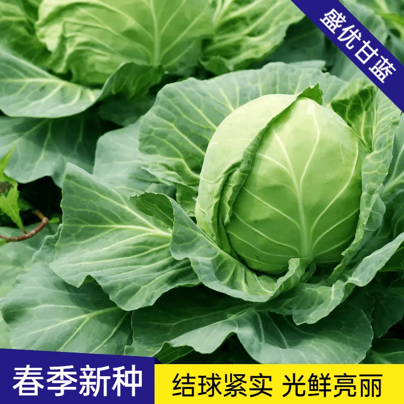 盛优甘蓝种子 大头菜种子包菜早熟卷心菜春秋季庭种地栽蔬菜种子