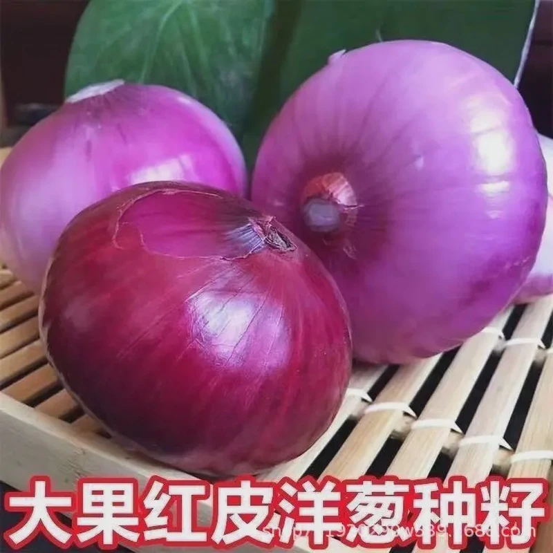 原种洋葱种子秋冬季蔬菜种子外皮红肉白口味香脆存放期长洋葱种籽