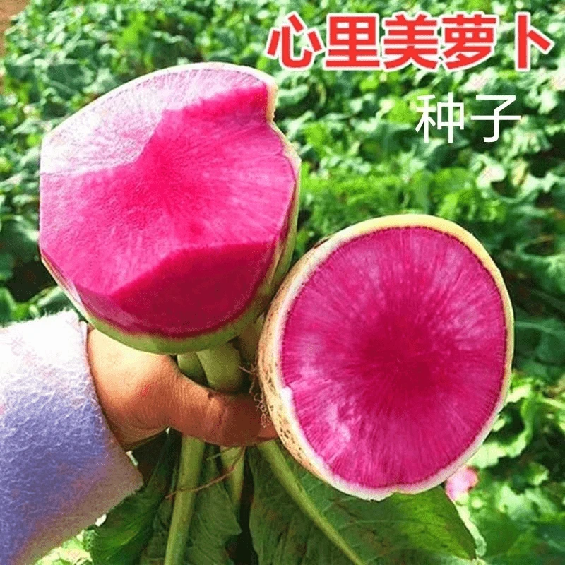 【满5包包邮】心里美红心萝卜种子籽孑四季耐热耐寒高产红紫心萝