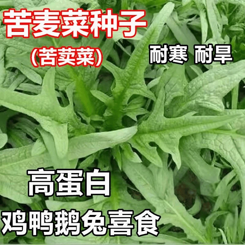 苦麻菜苦荬菜种子多年生牧草籽喂猪牛羊鸡鸭鹅苦麦蔬菜种子种植