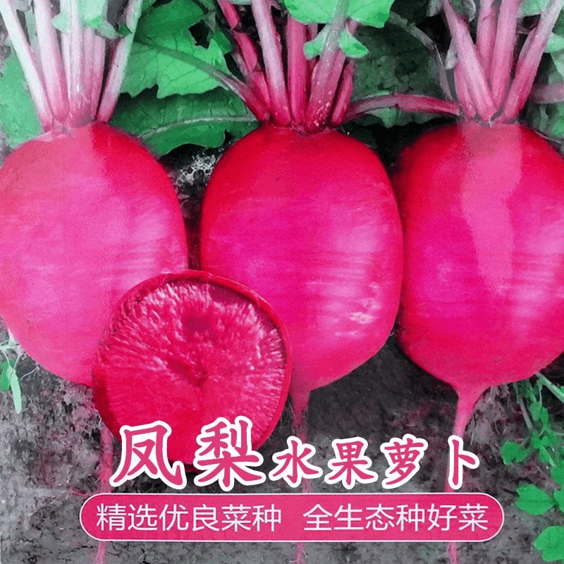 【满5包包邮】凤梨红心水果萝卜种子心里美萝卜种籽满堂红春秋夏