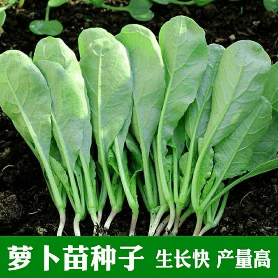苗用萝卜种子小青菜萝卜苗专用种春季四季播阳台蔬庭院地栽种植