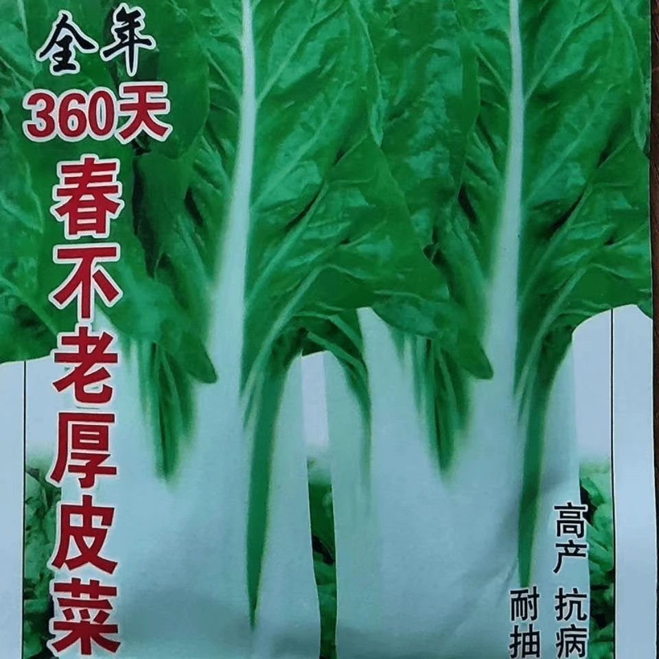 【满5包包邮】春不老厚皮菜种子白梗甜菜牛皮菜种籽耐寒猪肚菜四