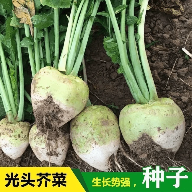 【5包包邮】芥菜种子小花叶芥菜种籽辣疙瘩种籽秋季光头菜种植蔬菜