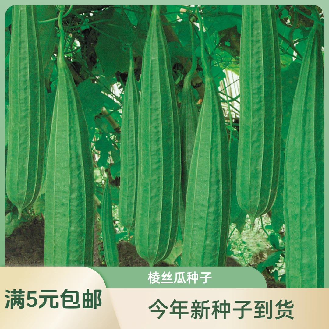 香嫩棱角丝瓜种子八棱丝瓜八角丝瓜广东丝瓜种子庭院地栽种植蔬菜