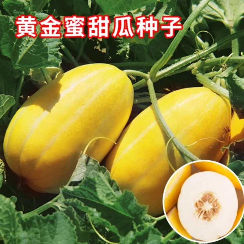 黄金蜜甜瓜种黄皮香瓜种籽甜瓜种孑香甜早熟甜瓜种籽种植蔬菜种子