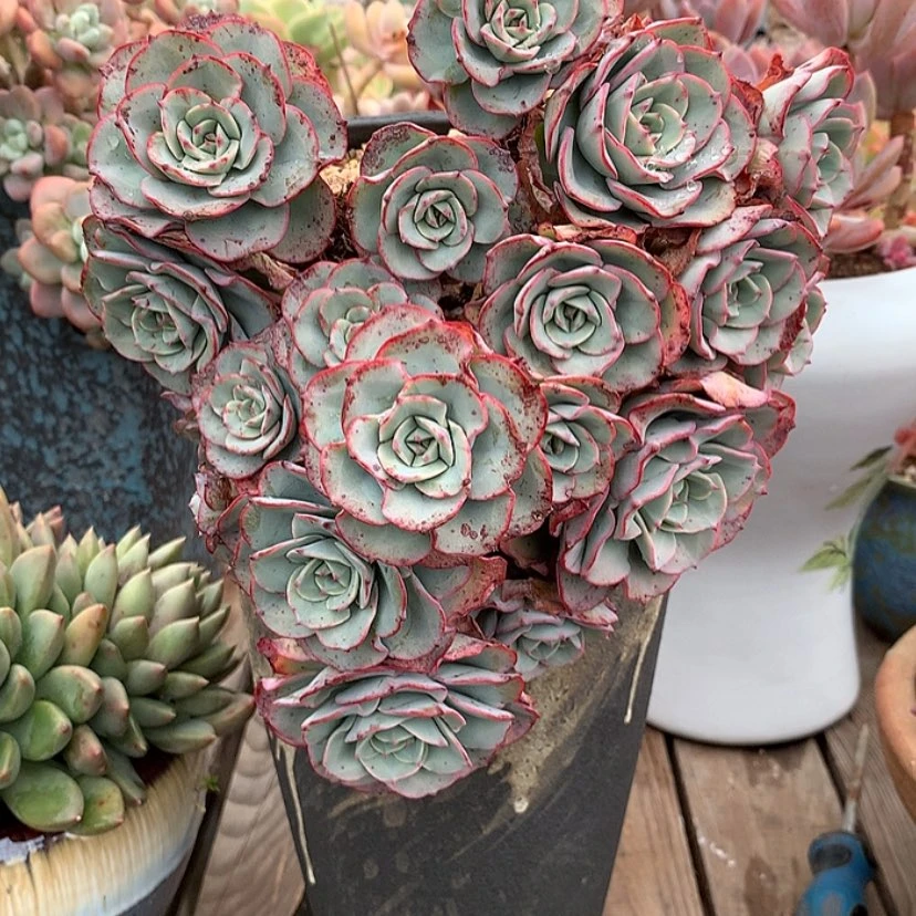 【闪购商品】语**淡奶油黄桃