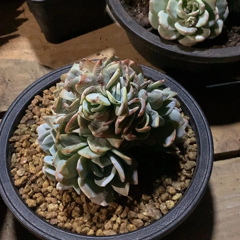 【闪购商品】奶茶123456789