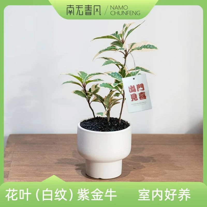 【花叶紫金牛】日本紫金牛白玉冠花叶络石锦花园鳗室内耐阴灌木盆栽