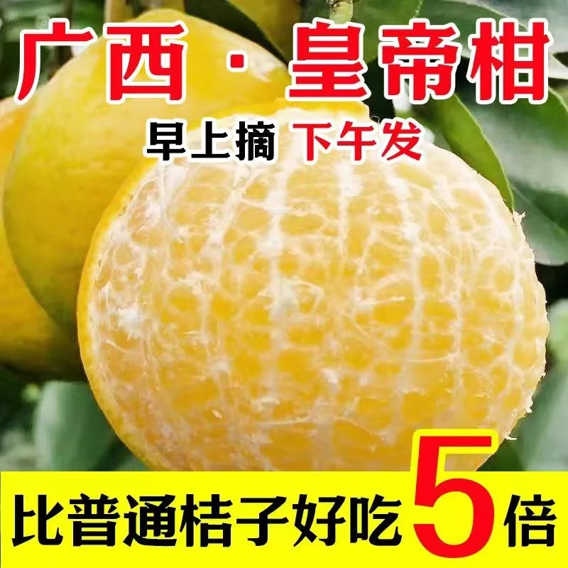 广西正宗皇帝柑应季水果新鲜橘子现摘贡柑果园桔子包邮坏果包赔