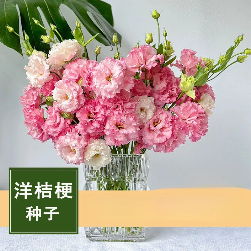 （新疆包邮）重瓣洋桔梗花种四季播种开花花卉种孑庭院