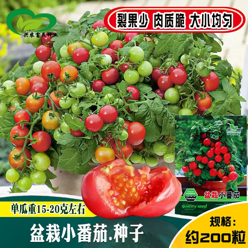 （新疆包邮）盆栽小番茄种子绿植阳台矮生清甜小番茄盆栽绿植美化