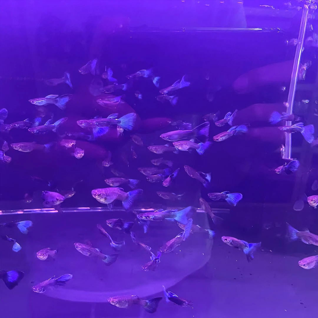 蓝魔鬼孔雀鱼2.5-3cm 入缸不售后 仅退款 不补发