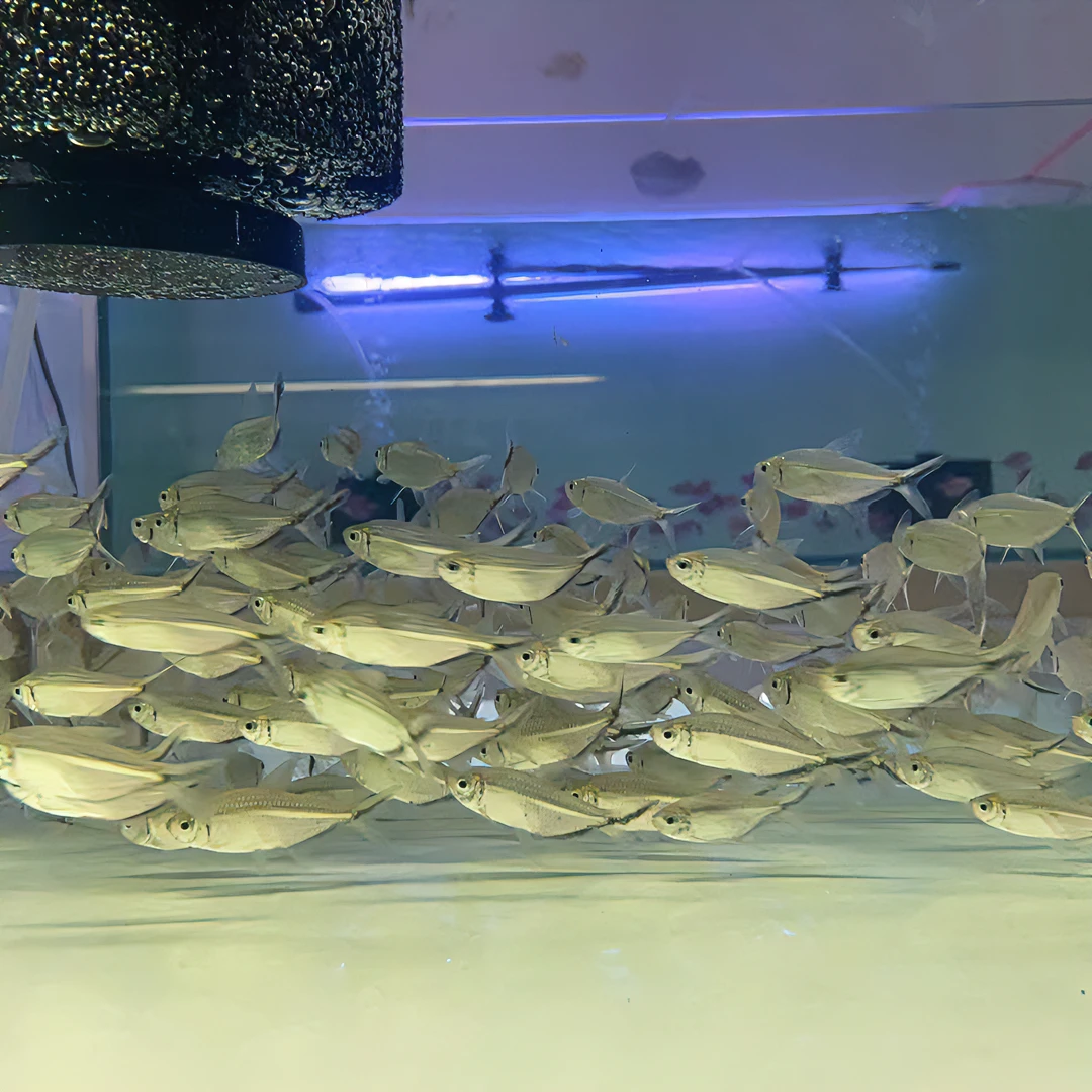 观赏鱼黑尾大勾 3.5-4cm 10条送2条备损到手12条鱼 仅退款 不补发