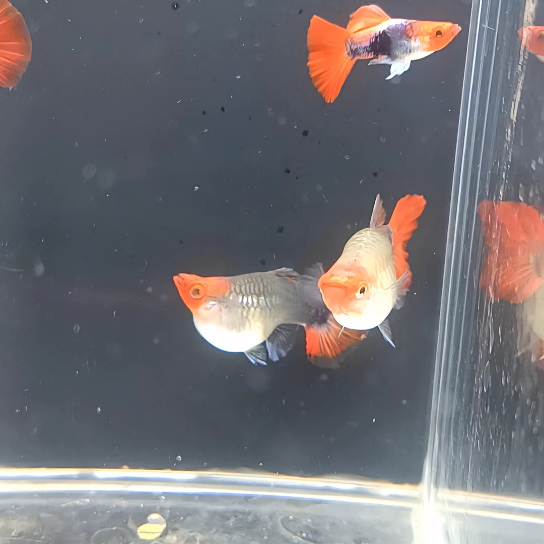 深海蓝贵族短身孔雀鱼  2-2.5cm  仅退款 不补发