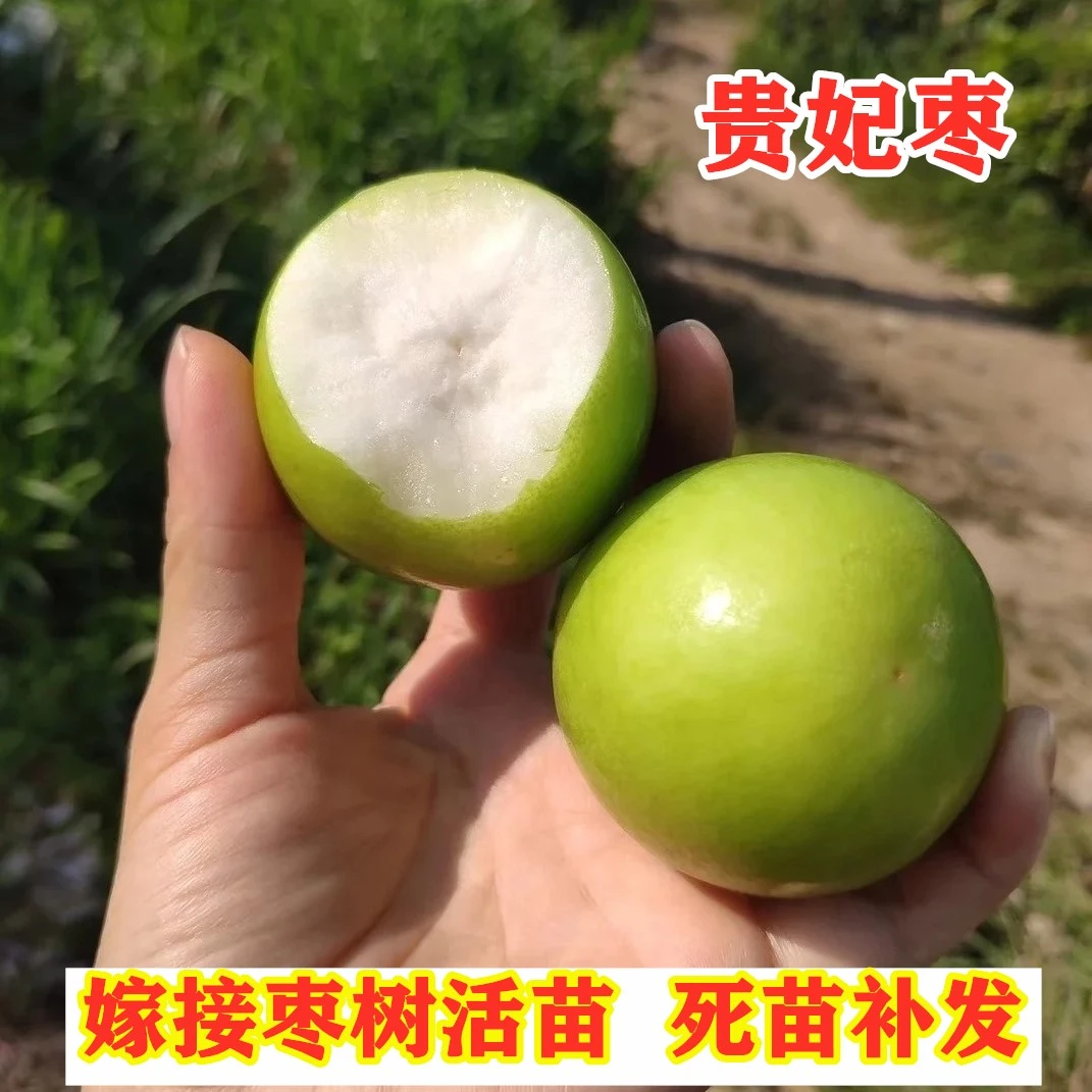 枣树活苗嫁接贵妃枣树苗南北方种植蜜甜枣树苗盆地栽种植【买1送2】