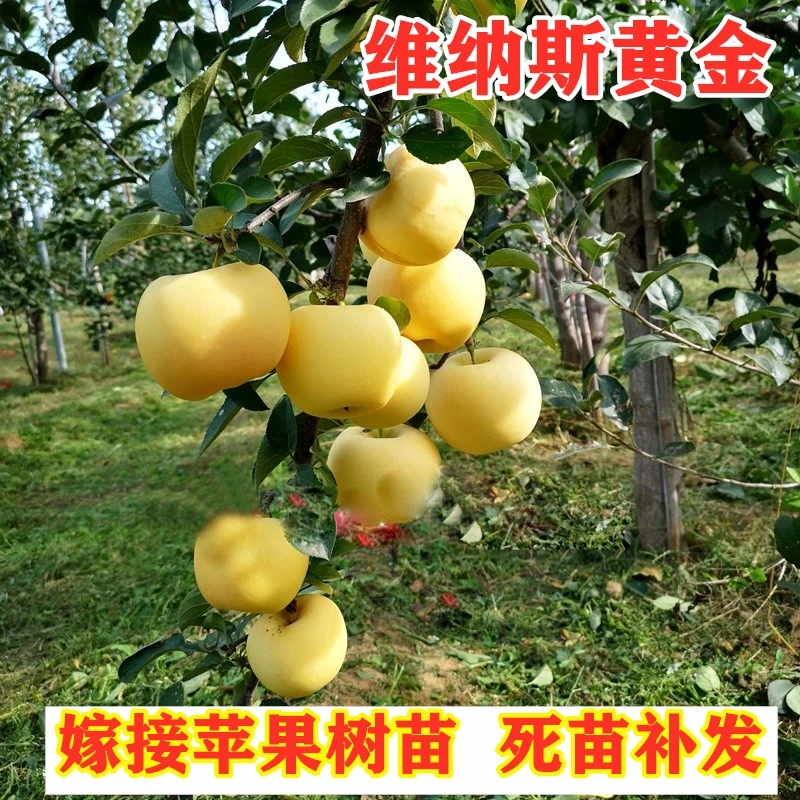 【买1送2】嫁接维纳斯黄金苹果树苗晚熟黄肉苹果苗南北方盆栽地栽