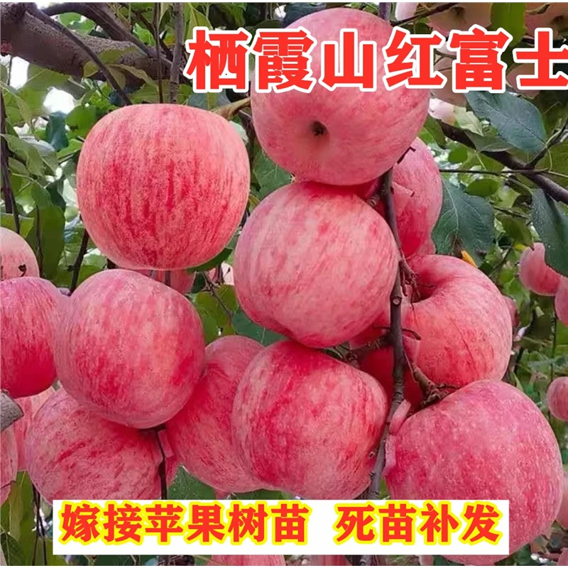 嫁接烟台栖霞红富士苹果树苗脆甜冰糖心苹果苗【 2-3年苗买1送2】