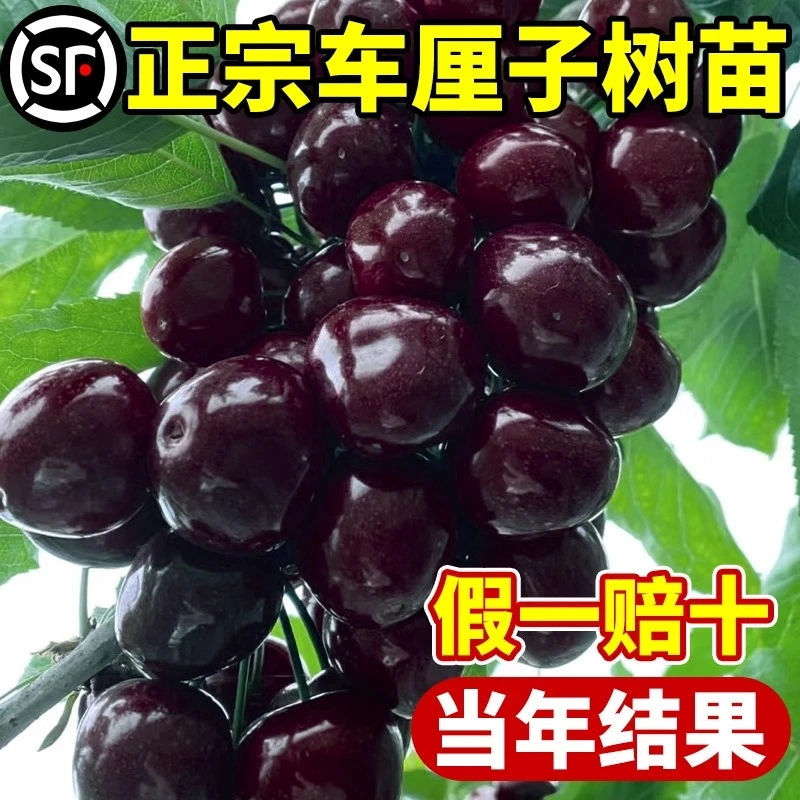 车厘子树苗樱桃树南方北方种植盆栽庭院果树矮化樱桃树大樱桃树苗