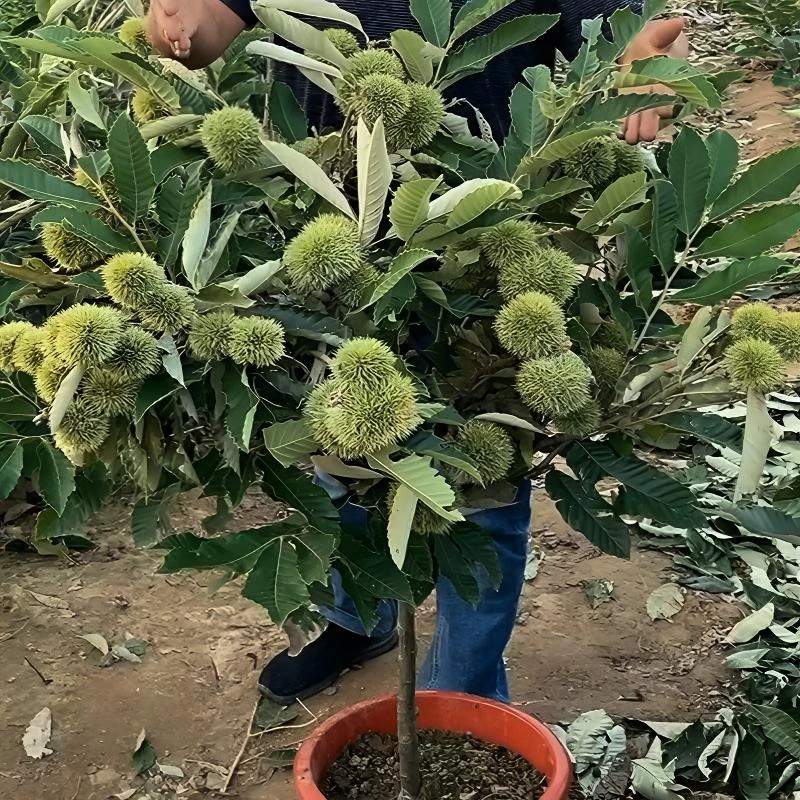 板栗苗树嫁接地栽南方北方种植大红袍当年结果特大板栗树盆栽地栽