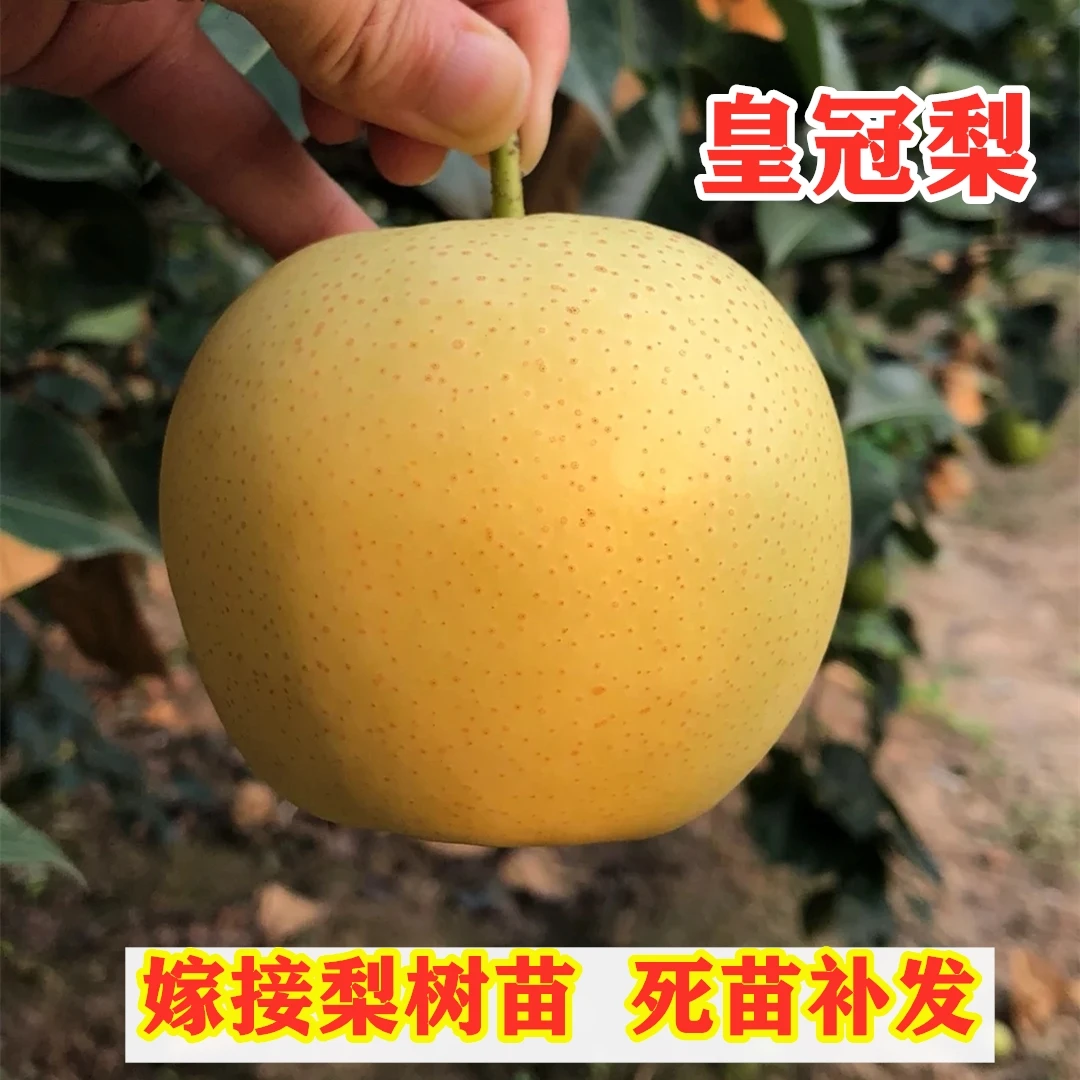 嫁接皇冠梨树苗富硒皇冠梨苗特大水晶梨树南北方盆栽地栽【买1送2】