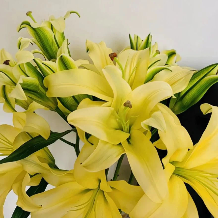 英英鲜花 金玉满堂 黄色香水百合（京东包邮）