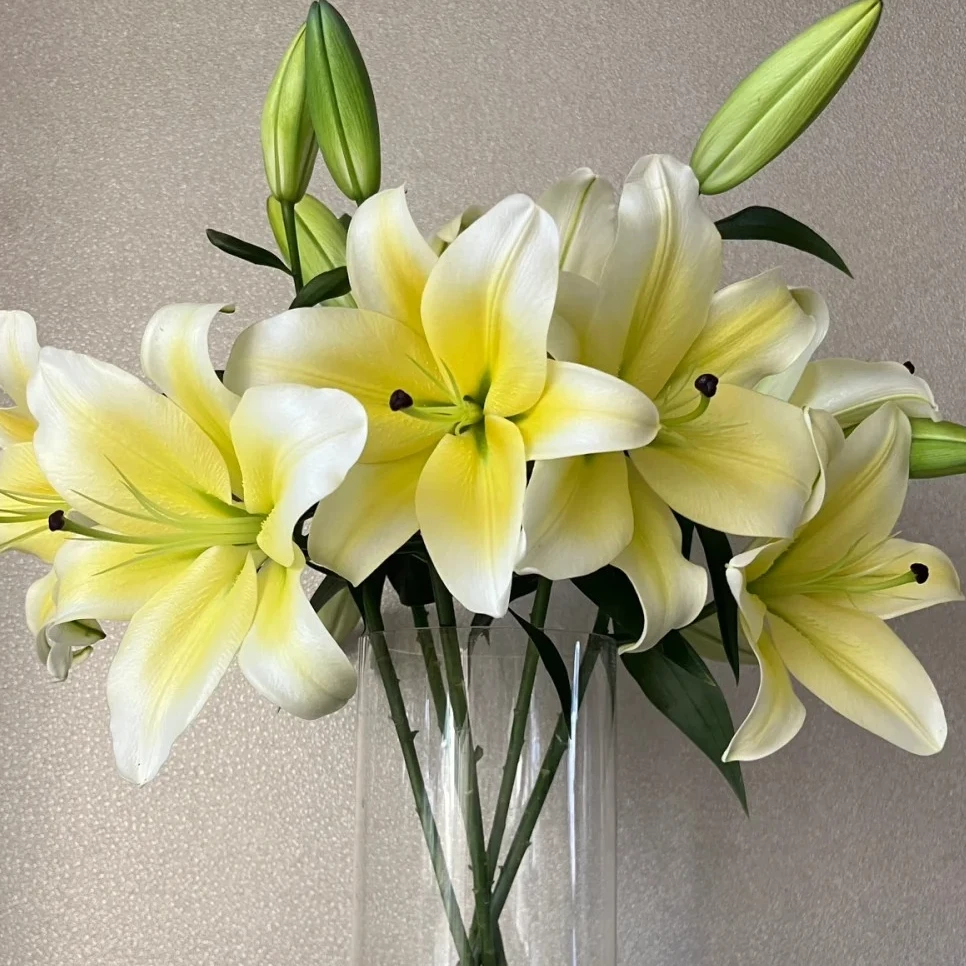 （英英鲜花）黄天霸香水百合 任意2单发顺丰或德邦快递 云南鲜花