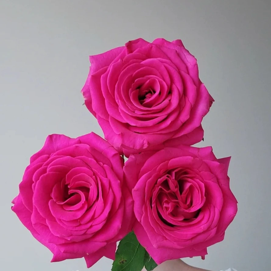 弗洛伊德 单头玫瑰 任意2单发顺丰/德邦 发货后不支持退款