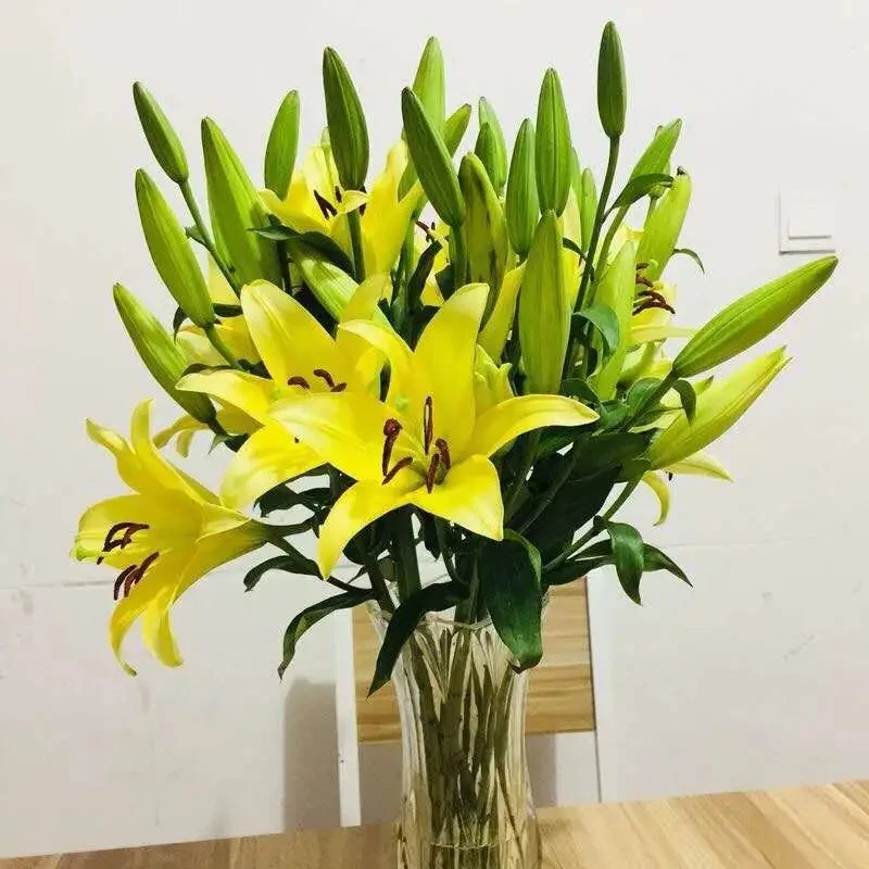 英英鲜花 黄蜂单瓣香水百合 香味浓郁（任意两单顺丰或德邦）