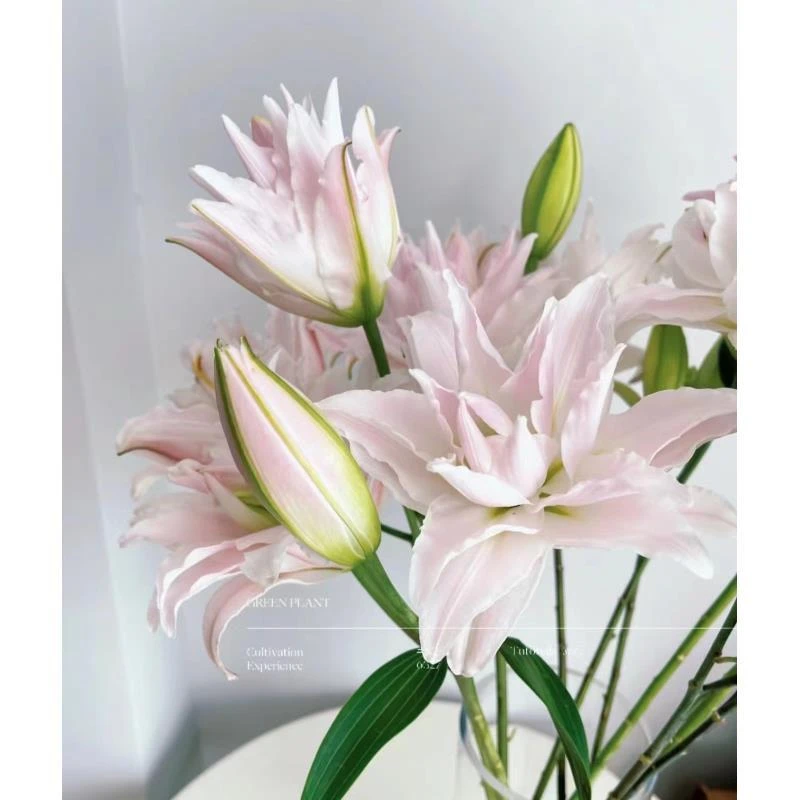 [女神 重瓣 香水百合]任意2单发顺丰/德邦发货  发货后不支持退款