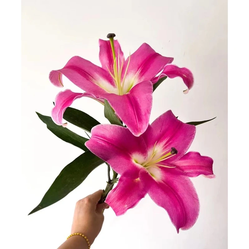 普拉芬多 单瓣香水百合] 任意两单顺丰包邮  云南鲜花