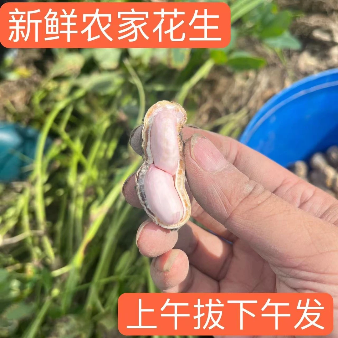 2024年当季新鲜农家花生粤北新鲜花生现拔现发当季新鲜农家生花生
