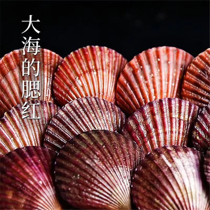 威海精品鲜活小红贝(免洗特大7-10公分)鲜甜肥美