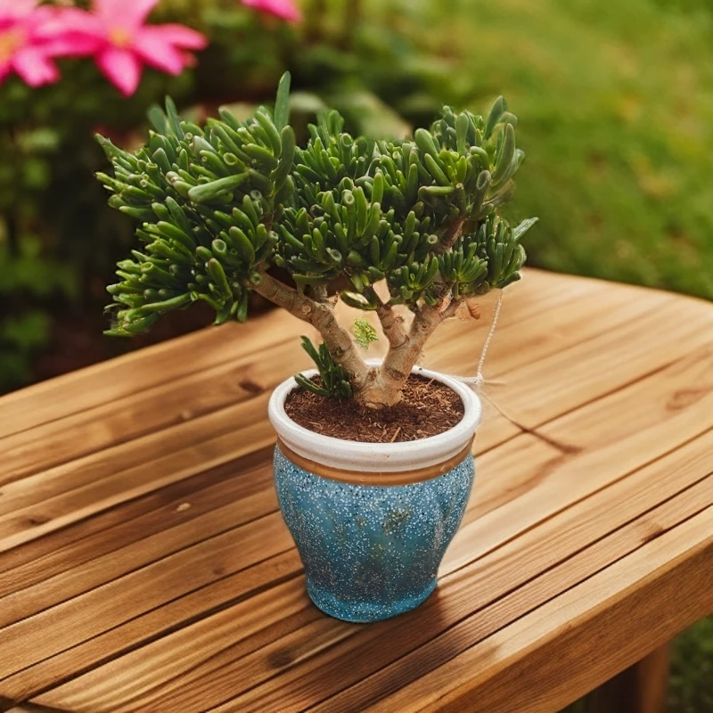 4年老桩吸财树    昆明发货     室内室外  南北适宜    多肉绿植