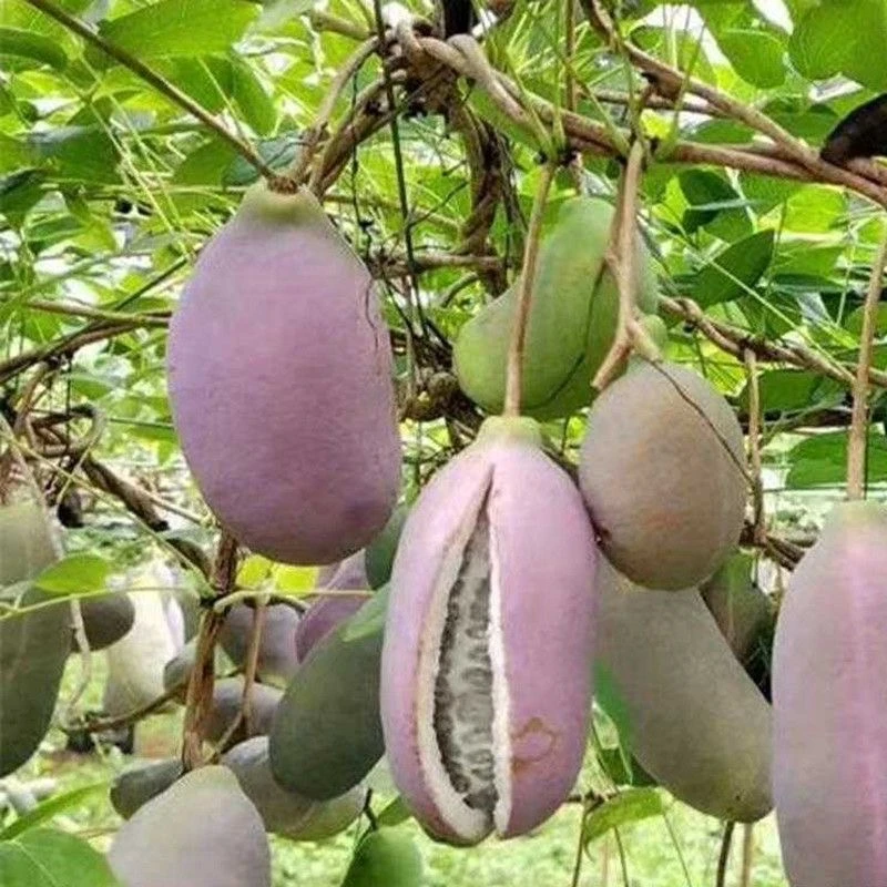 八月瓜正宗福建八月瓜八月炸中华肾果预知子家乡味道
