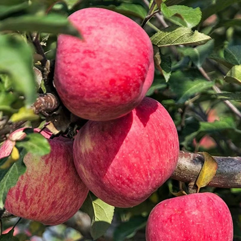 【坏果包赔】正宗陕西洛川红富士5-5.5斤脆甜多汁苹果应季水果【DB】